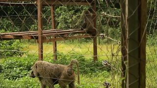 From the INEDIT in black Africa, two tourists fuck publicly in a park during their passage in terms of other tourists  An extraordinary open incredible scene